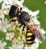Ectemnius fossorius